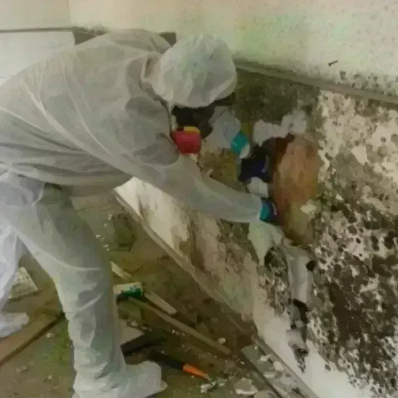 Mold Remediation and Removal in La Crosse County, WI